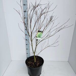 Acer palmatum Seiryu Acer palmatum 'Seiryu'
(1 Plants/Order)(31cmP 120cmH)
