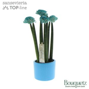 Sansevieria Cylindrica Sansevieria TOP-line Bouquetz Aqua in Dots Ceramics
(6 Plants/Order)(8.5cmP 35cmH)