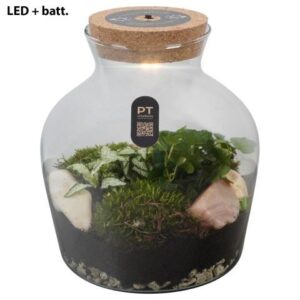 Arrangementen PTTER8102 Arrangement terrarium in glazen terrarium
(2 Plants/Order)(20cmP 24cmH)