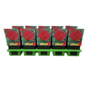 Paeonia Kansas Paeonia Lactiflora 'Kansas' P11
(10 Plants/Order)(11cmP 25cmH)