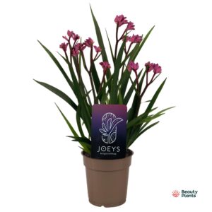 Anigozanthos other Anigozanthos Beauty Pink®
(6 Plants/Order)(12cmP 40cmH)