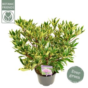 Rhododendron Ponticum variegatum'
(1 Plants/Order)(22cmP 45cmH)