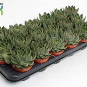 Echeveria agavoides Echeveria Agavoides
(18 Plants/Order)(8.5cmP 10cmH)