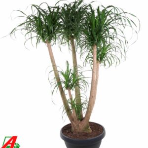 Nolina recurvata Beaucarnea busch P55 - 4ft
(1 Plants/Order)(55cmP 160cmH)