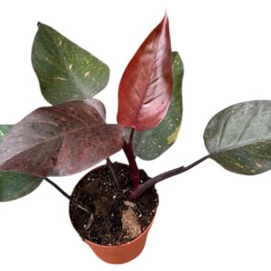 Philodendron Philodendron Orange Princess
(8 Plants/Order)(14cmP 40cmH)