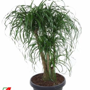 Nolina recurvata Beaucarnea busch P55 - 3ft
(1 Plants/Order)(55cmP 130cmH)
