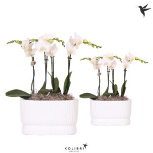 Arrangement Phalaenopsis Kolibri Orchids Phalaenopsis white 4spike in Diabolo Twin white
(3 Plants/Order)(9cmP 40cmH)