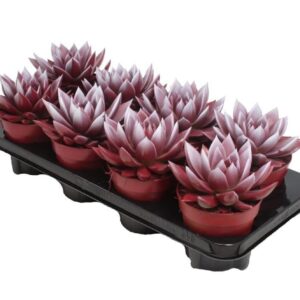 Echeveria Miranda Miranda bicoloured red/white
(6 Plants/Order)(12cmP 15cmH)