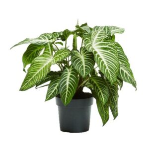 other plants Xanthosoma Lindenii 24cm
(1 Plants/Order)(24cmP 80cmH)
