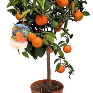 Citrus 'Clementine' Citrus Reticulata Clementine Stem
(1 Plants/Order)(21cmP 85cmH)