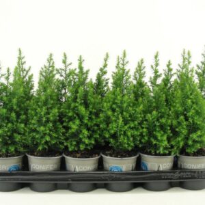 Chamaecyparis thyoide toppoint Chamaecyparis thyoides 'Top Point'
(24 Plants/Order)(9cmP 24cmH)