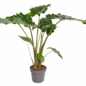 Alocasia Portodora Alocasia Portodora (NO GAP)
(1 Plants/Order)(24cmP 80cmH)