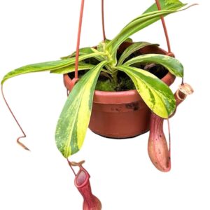 Nepenthes Alata Nepenthes Alata Aurea
(1 Plants/Order)(14cmP 45cmH)