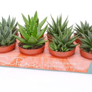 Succulenten mix ROCKS mix 12
(8 Plants/Order)(12cmP 13cmH)