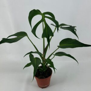 Monstera Monstera Burle Marx Flame
(5 Plants/Order)(15cmP 55cmH)