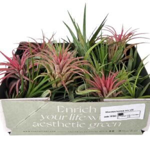 Tillandsia Tillandsia Bonsai mix x30 (baby)
(30 Plants/Order)(4cmP 4cmH)