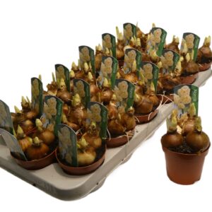 Narcissus Abba Narcissus Tazetta Grp 'Abba'
(18 Plants/Order)(9cmP 12cmH)