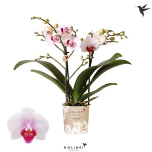 Phalaenopsis Multiflora Kolibri Orchids Phalaenopsis Gibraltar 2 spike
(12 Plants/Order)(9cmP 40cmH)
