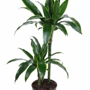 Dracaena Art Dracaena Arturo 45-15
(1 Plants/Order)(19cmP 100cmH)
