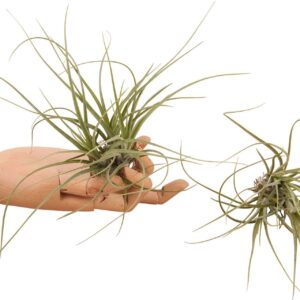 Tillandsia Tillandsia Schiedeana - airplant
(20 Plants/Order)(5cmP 10cmH)