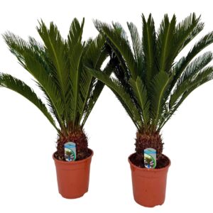 Cycas revoluta Cycas revoluta P21 XL
(1 Plants/Order)(21cmP 80cmH)