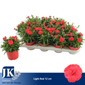 Carnation Oscar Red Carnation P12 Light Red TST
(12 Plants/Order)(12cmP 22cmH)