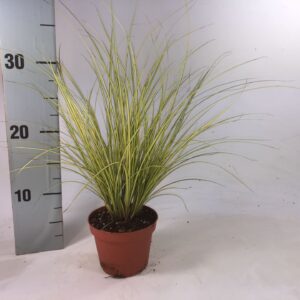 Carex Jenneke Carex brunnea 'Jenneke' p8
(21 Plants/Order)(8cmP 25cmH)