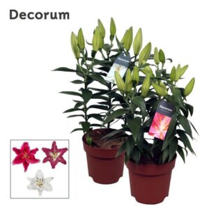 Lilium Oriental mix 17cm
(6 Plants/Order)(17cmP 55cmH)