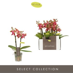 Phalaenopsis Multiflora Optifriend Kyra 2 spike
(8 Plants/Order)(7cmP 25cmH)