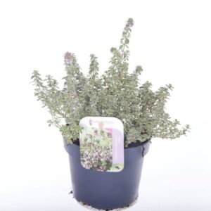 Thymus citriodorus Silver Queen Thymus citr. Silver Queen
(8 Plants/Order)(13cmP 20cmH)