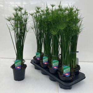 Cyperus haspan
(8 Plants/Order)(12cmP 55cmH)