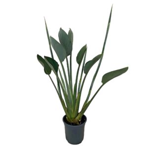Strelitzia reginae Strelitzia Reginae 19cm 2 bud
(1 Plants/Order)(19cmP 90cmH)