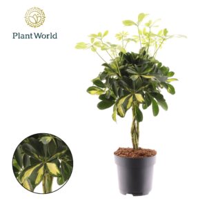 Schefflera Gold Capella Schefflera Gold Capella vlecht
(1 Plants/Order)(17cmP 50cmH)
