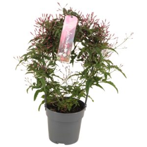 Jasminum polyanthum Jasminum Passion Dark Pink boog 200 bud p12 (Jasmijn)
(6 Plants/Order)(12cmP 40cmH)