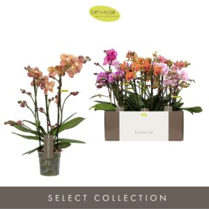 Phalaenopsis Multiflora Exclusivo mix 3 spike
(10 Plants/Order)(12cmP 45cmH)