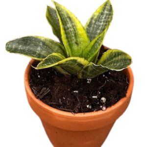 Sansevieria other Sansevieria Gabriella Aurea
(6 Plants/Order)(8cmP 15cmH)