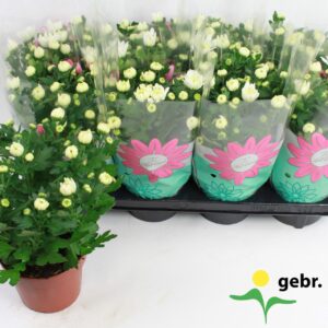 Chrysanthemum Chrystal White Chrysanthemum 'Chrystal White' Stadium 1
(8 Plants/Order)(14cmP 27cmH)