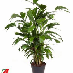 Caryota mitis Caryota Mitis P21
(1 Plants/Order)(21cmP 120cmH)