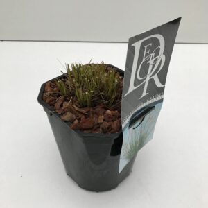 Pennisetum alopecuroides Little Bu Pennisetum 'Little Bunny'
(6 Plants/Order)(17cmP 30cmH)