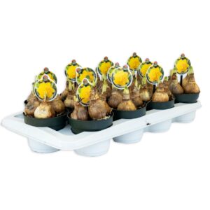 Narcissus Double Gold Medal Narcissus Double Gold Medal
(12 Plants/Order)(12cmP 10cmH)