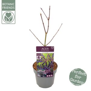 Acer palmatum Trompenburg Acer palm. 'Trompenburg'
(5 Plants/Order)(19cmP 65cmH)