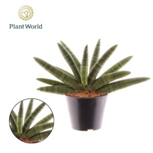 Sansevieria Cylindrica Sansevieria Skyline P10,5
(8 Plants/Order)(10.5cmP 35cmH)