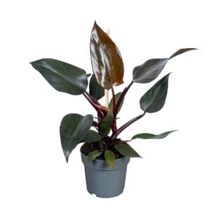 Philodendron Philodendron New Red 14cm
(6 Plants/Order)(14cmP 40cmH)