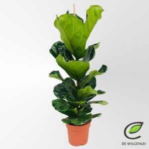 Ficus lyrata Ficus lyrata p21
(1 Plants/Order)(21cmP 110cmH)