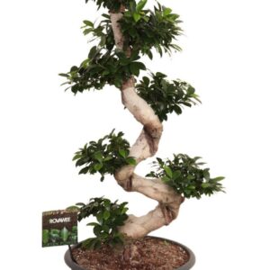 Ficus Ginseng Ficus micr. S-type in Plastic sierpot
(1 Plants/Order)(40cmP 140cmH)