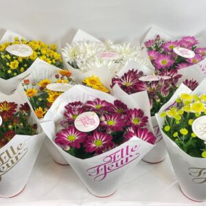 Chrysanthemum Elle Fleur Elle Fleur Paper
(6 Plants/Order)(14cmP 27cmH)