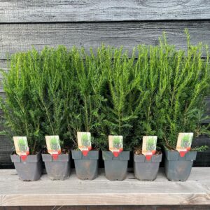 Taxus media Groenland Taxus media 'Groenland' P17
(6 Plants/Order)(17cmP 80cmH)