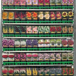 Vaste plants mixkar Vaste plants mix CC 2 P11
(10 Plants/Order)(11cmP 25cmH)