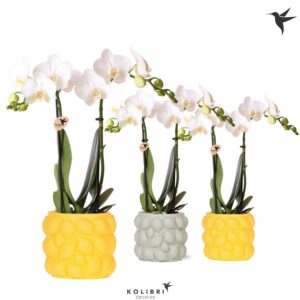 Phalaenopsis Multiflora Kolibri Orchids Phalaenopsis white 2 spike in Citrus Pot mix
(6 Plants/Order)(9cmP 40cmH)