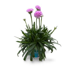 Armeria pseudarmeria Dreameria Swee Dreameria Sweet Dream 12 CM ©
(8 Plants/Order)(12cmP 25cmH)